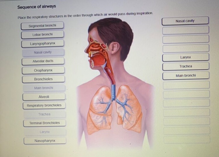 Solved Sequence of airways Place the respiratory structures | Chegg.com