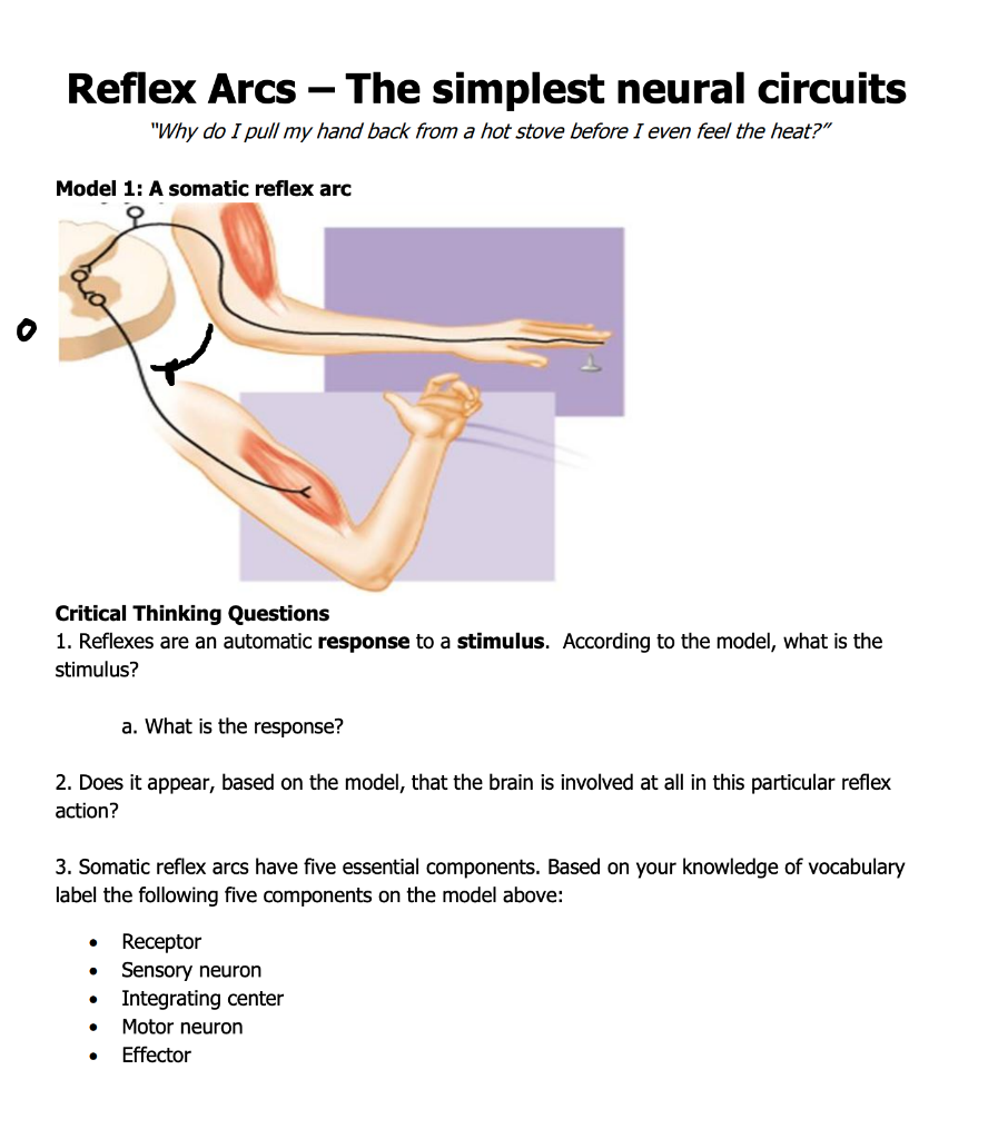 Solved Reflex Arcs – The simplest neural circuits 