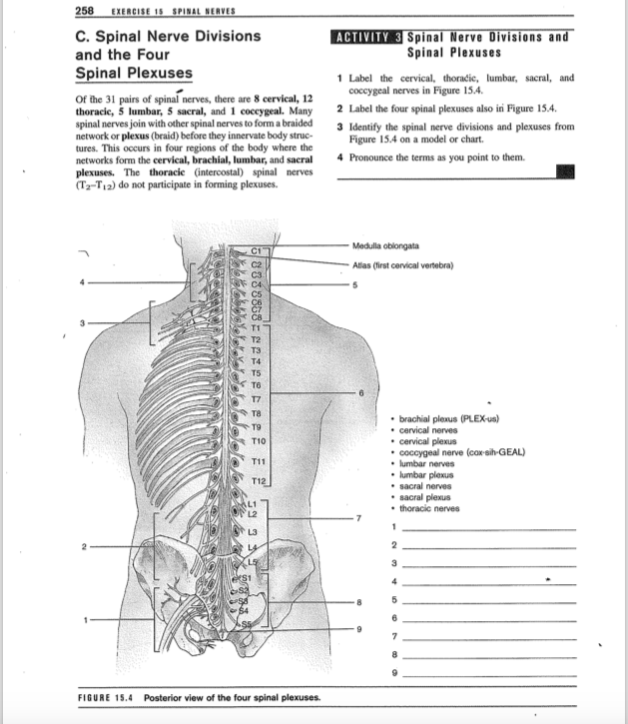 258 EXERCISE IS SPINAL NERVES C. Spinal Nerve Divisions and the Four Spinal Plexuses of the 31 pairs of spinal nerves, there