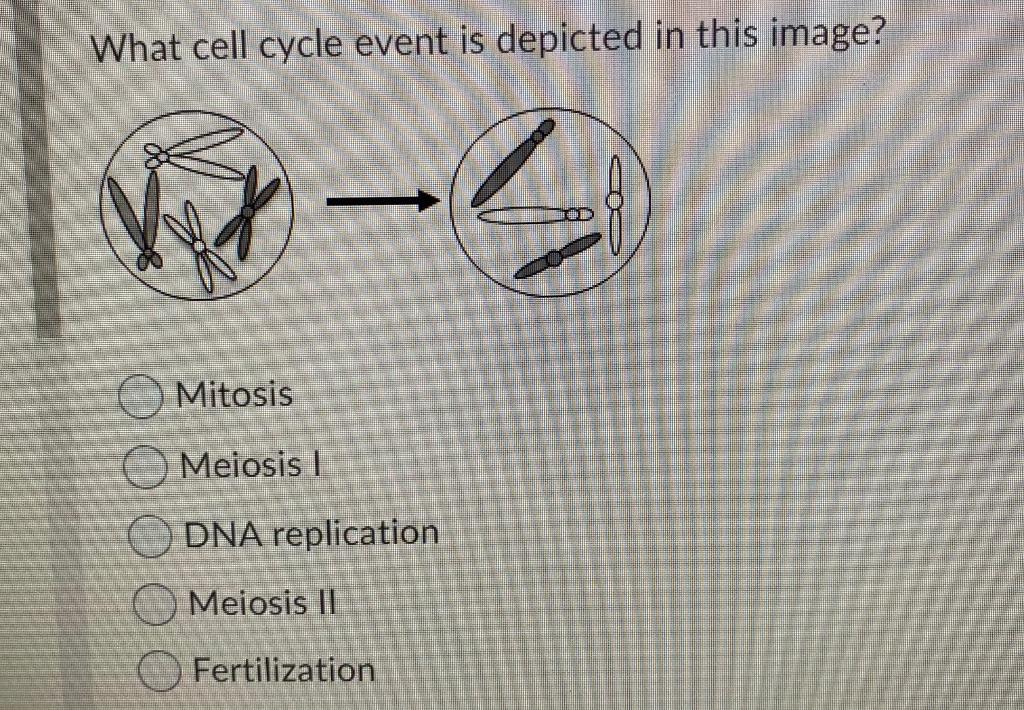 solved-what-cell-cycle-event-is-depicted-in-this-image-chegg