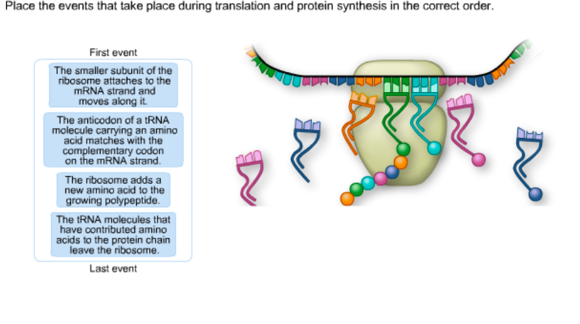 solved-place-the-events-that-take-place-during-translation-chegg