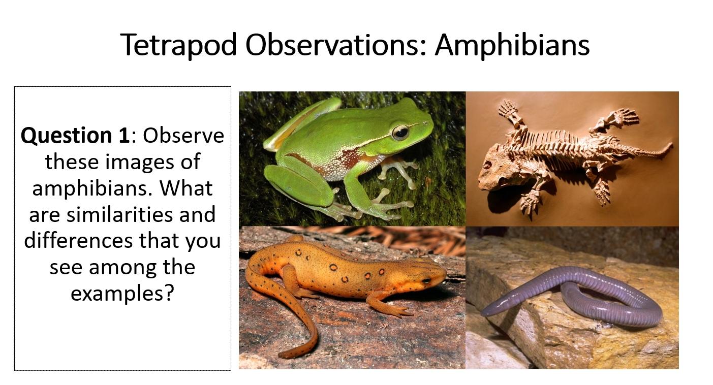 Solved Tetrapod Observations Amphibians Question 1 Observe