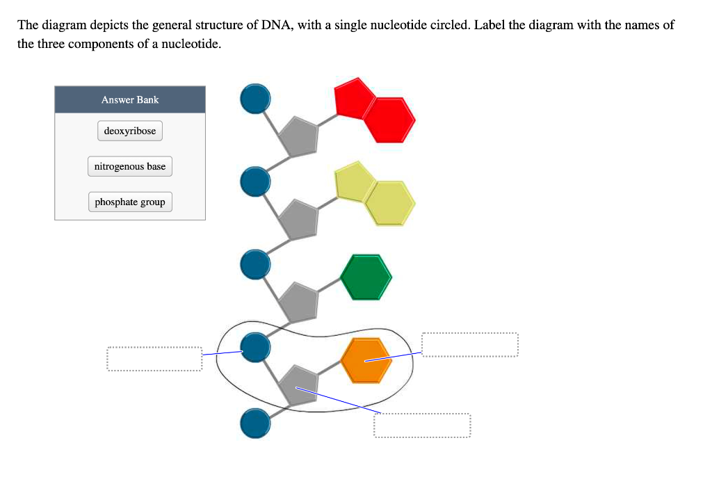 structure of dna diagram labeled