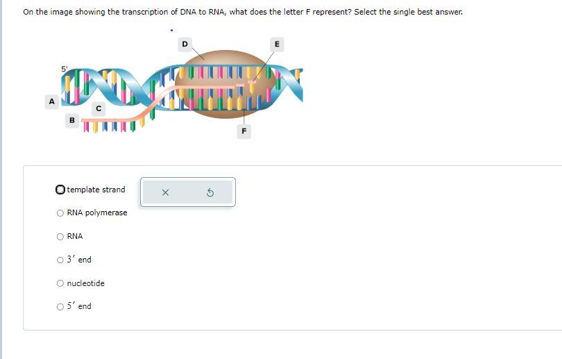 Solved On the image showing the transcription of DNA to RNA, | Chegg.com
