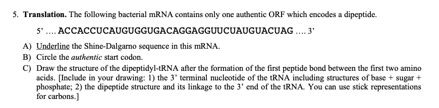 Solved 5. Translation. The following bacterial mRNA contains | Chegg.com