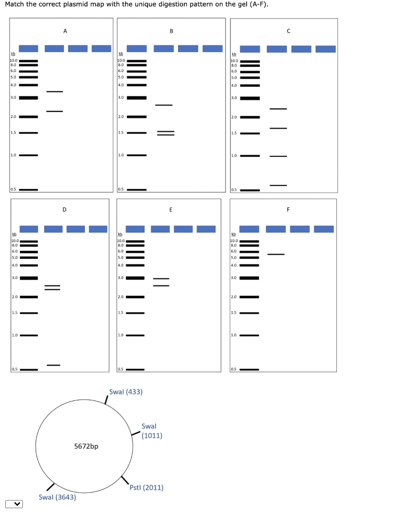 Solved Match the correct plasmid map with the unique | Chegg.com