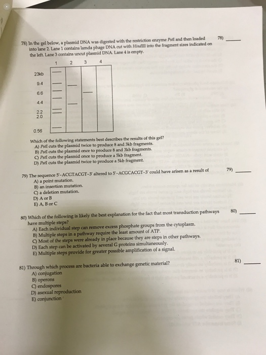 Solved 78) In the gel below, a plasmid DNA was digested with | Chegg.com