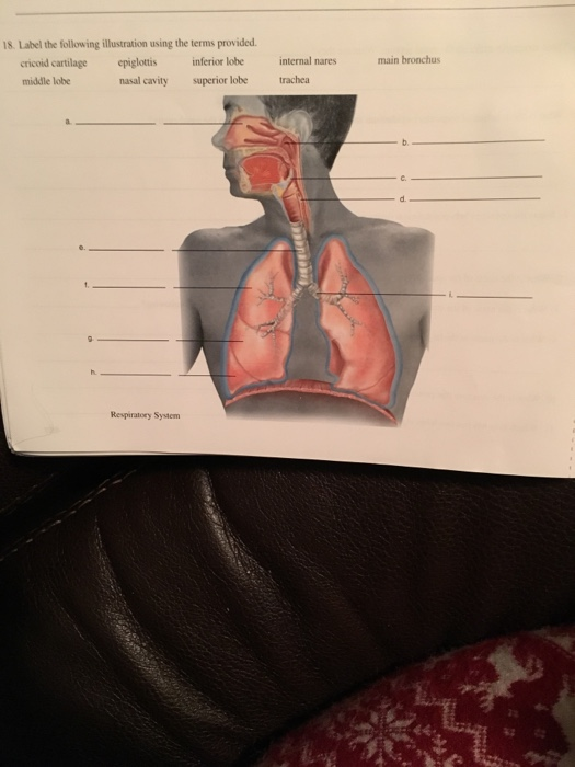 Solved 18. Label the following illustration using the terms | Chegg.com