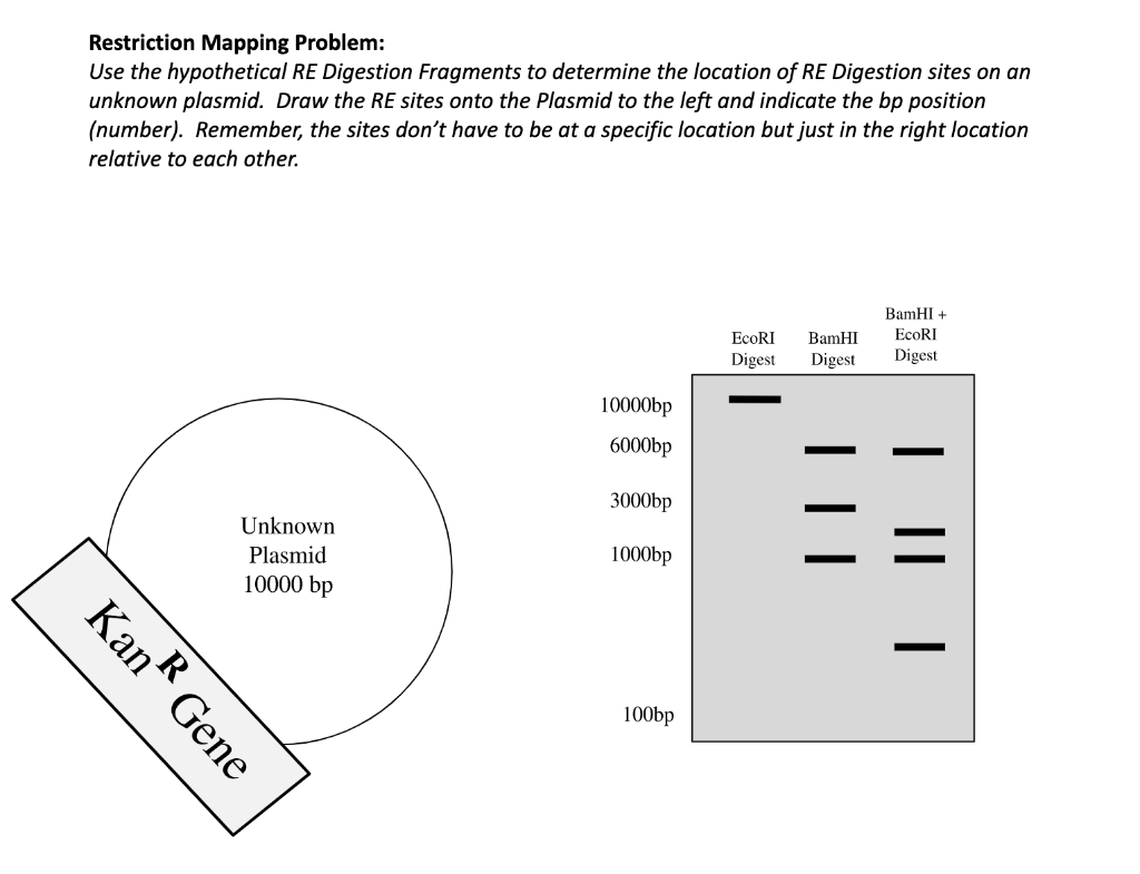 Solved Restriction Mapping Problem: Use the hypothetical RE | Chegg.com