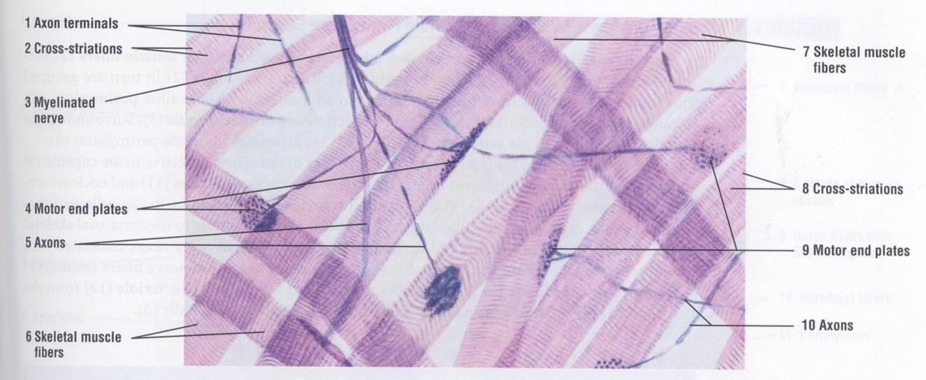 Neuromuscular Junction Slide Labeled