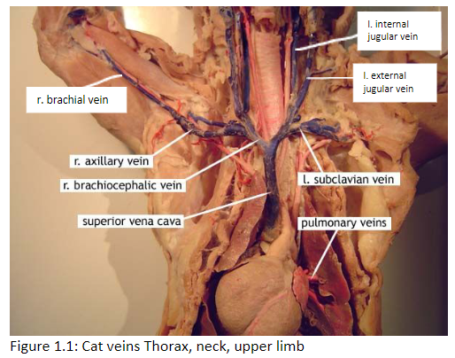 external jugular vein vena cava