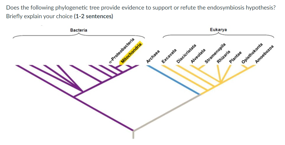 Schematic phylogenetic relationships of mitochondria and