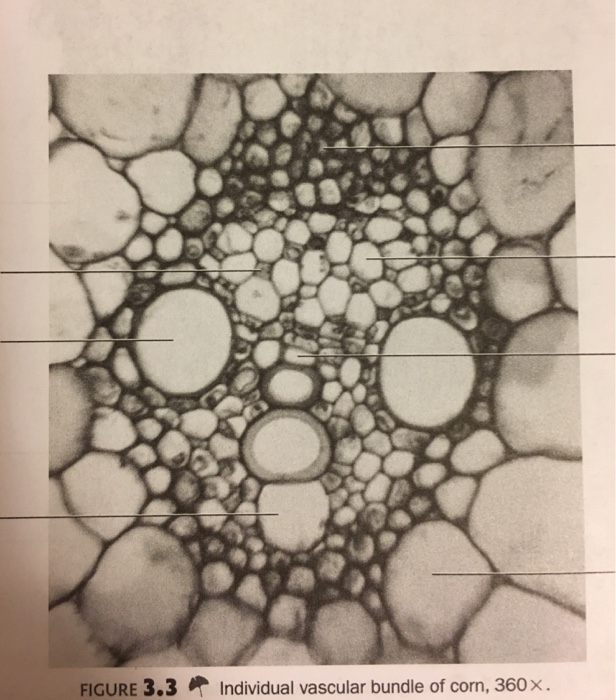 Solved FIGURE 3.3 Individual Vascular Bundle Of Corn, 360x. | Chegg.com