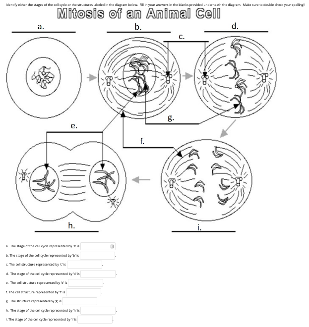 Solved Identify either the stages of the cell cycle or the 