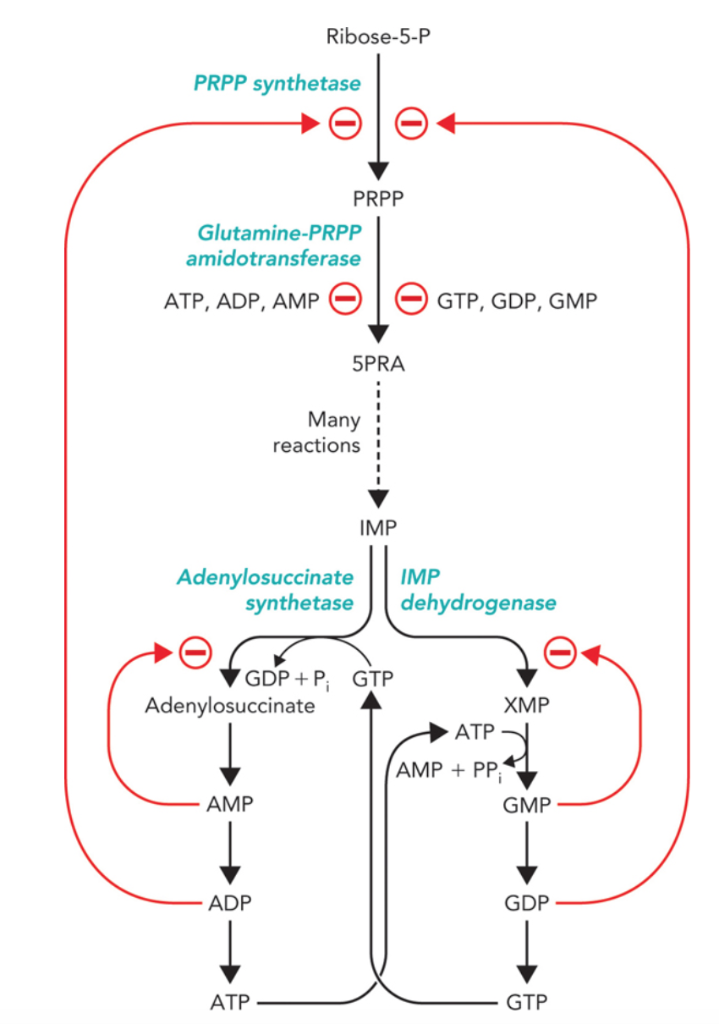 Solved Ribose-5-P PRPP synthetase PRPP Glutamine-PRPP | Chegg.com