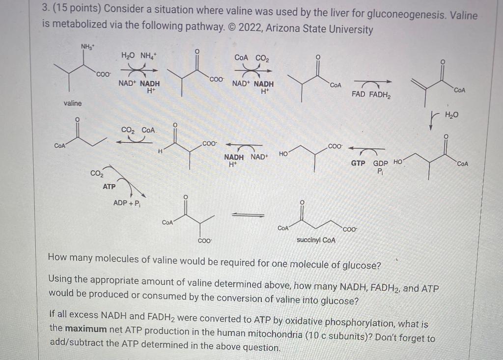 Solved 3.(15 points) Consider a situation where valine was | Chegg.com