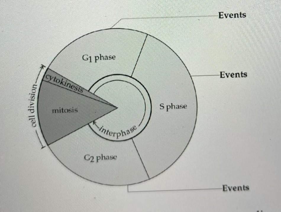 Solved Events G1 phase cytokinesis Events cell division | Chegg.com