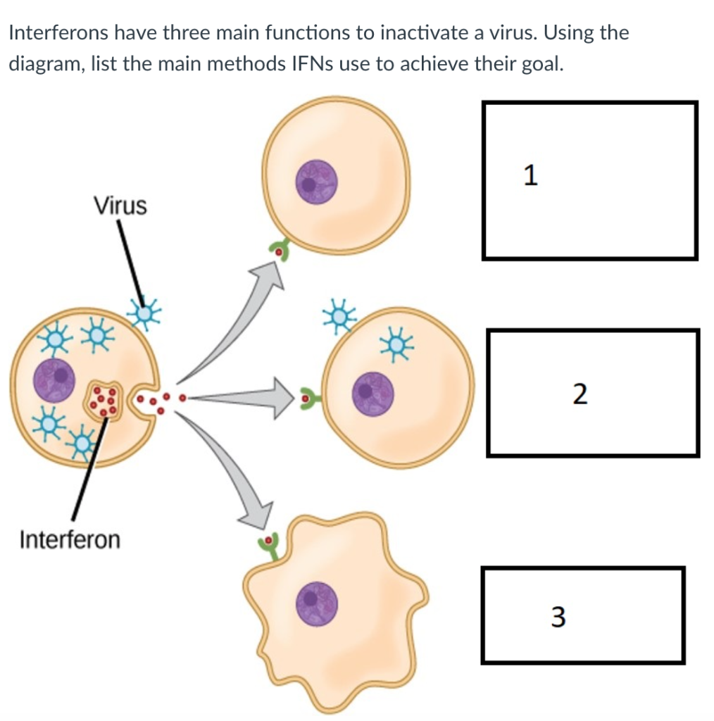 Solved Interferons have three main functions to inactivate a | Chegg.com