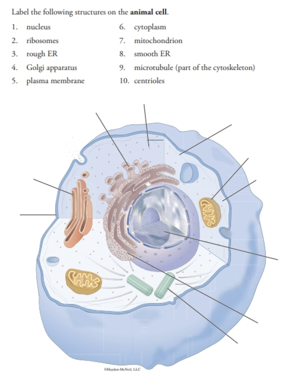 Solved Label the following structures on the animal cell. 1. 