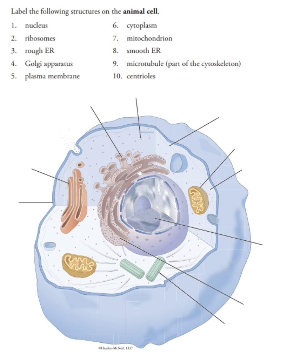 labeled animal cell cytoskeleton