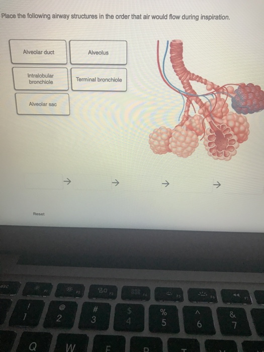 Solved Place the following airway structures in the order | Chegg.com