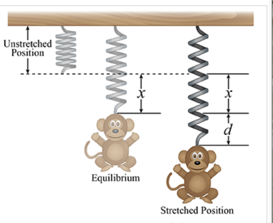 Solved A child’s toy consists of a m = 45 g monkey | Chegg.com
