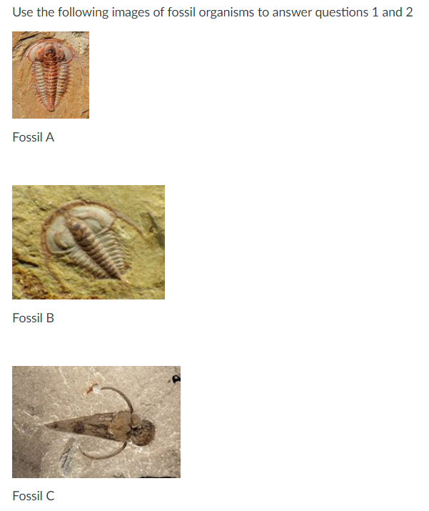 Solved Use The Following Images Of Fossil Organisms To | Chegg.com