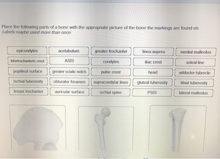 Solved Place The Following Parts Of A Bone With The