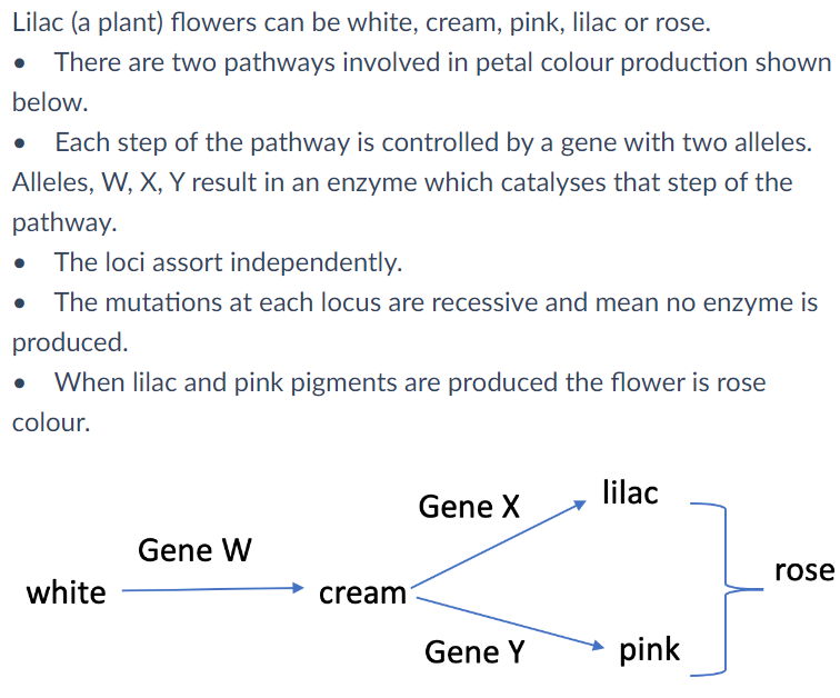 Solved Lilac (a plant) flowers can be white, cream, pink,
