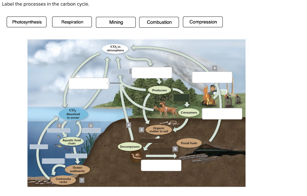 solved-label-the-processes-in-the-carbon-cycle-chegg