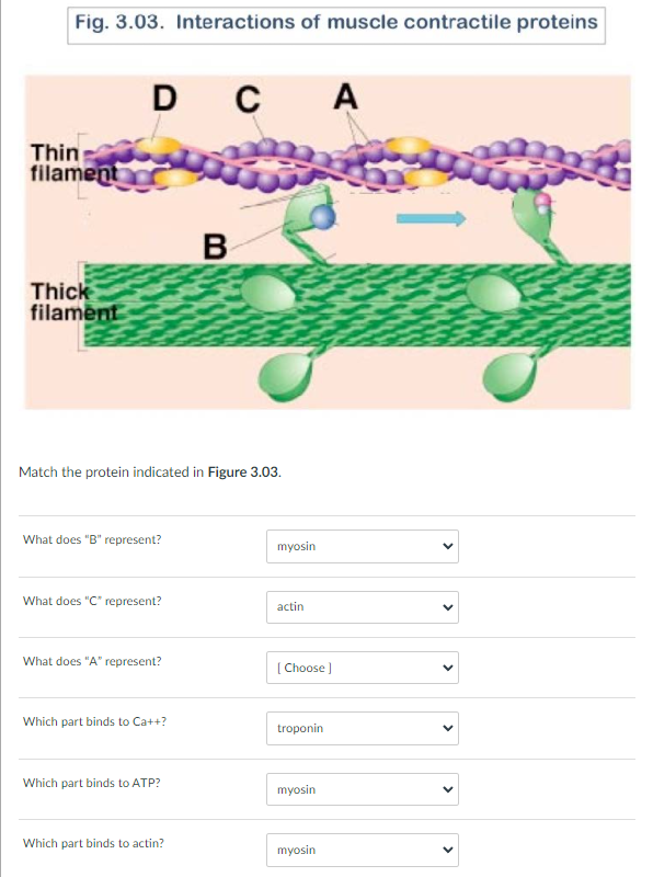 Solved Fig. 3.03. Interactions of muscle contractile | Chegg.com