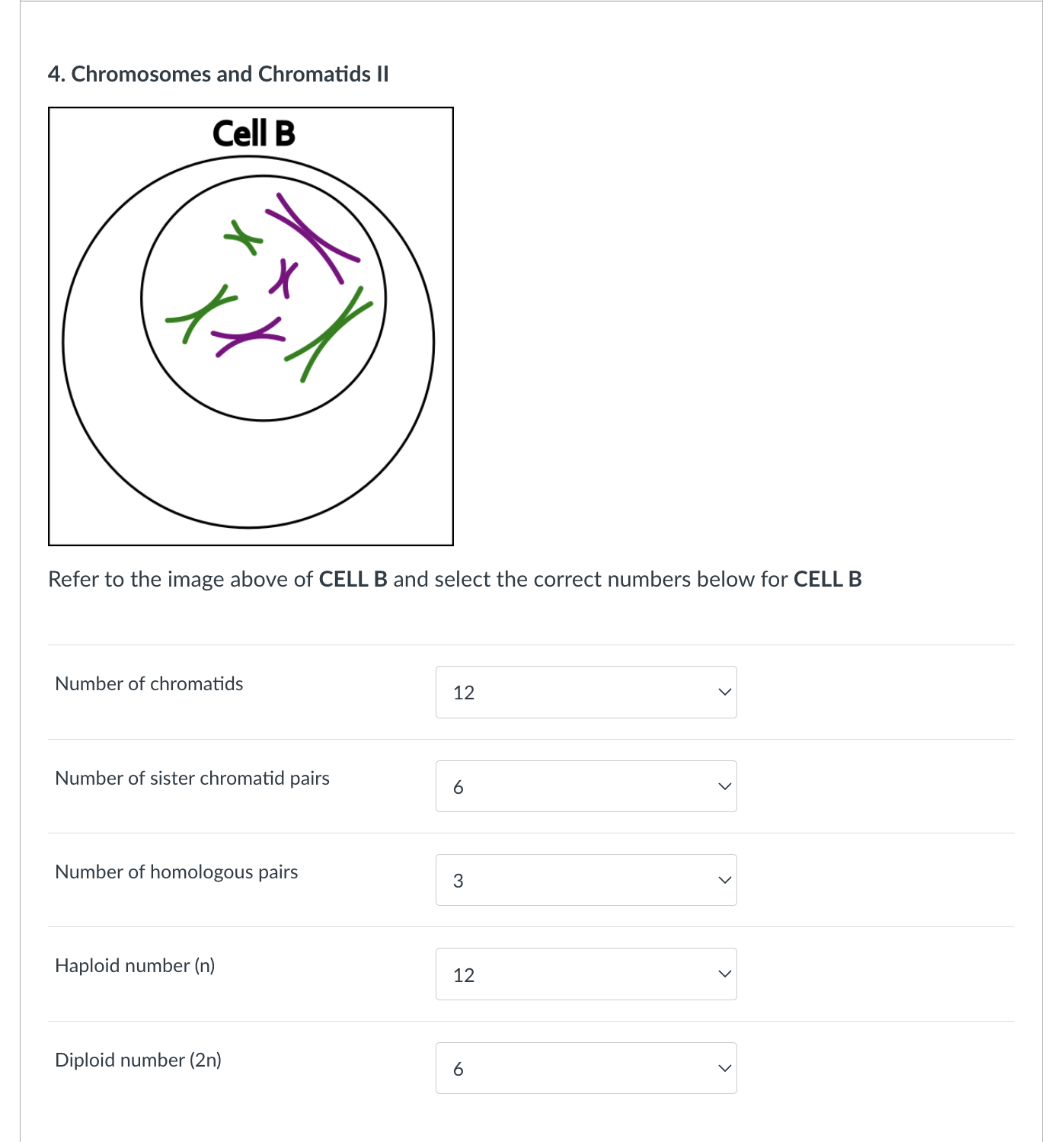 Solved 4. Chromosomes and Chromatids II Refer to the image