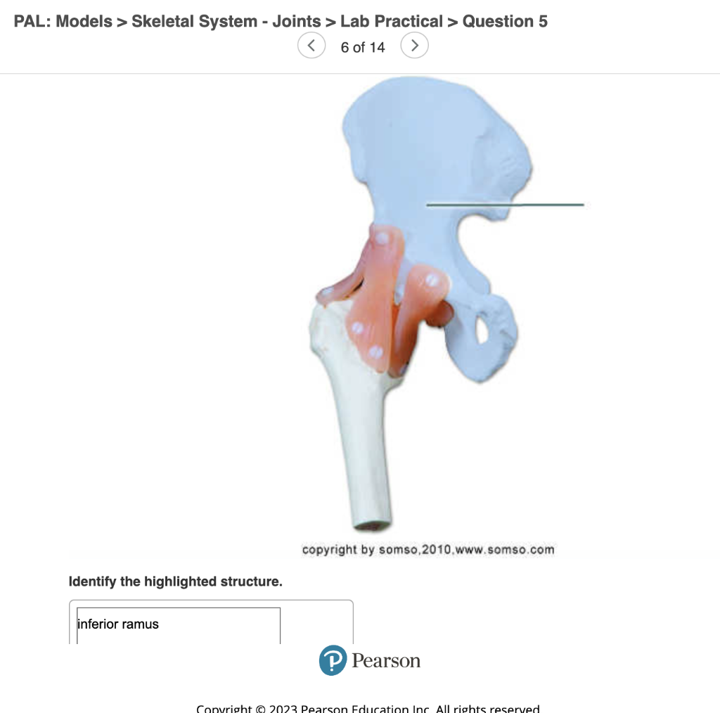 Skeletal System: Joints > Lab Practical PAL: Models | Cheggcom