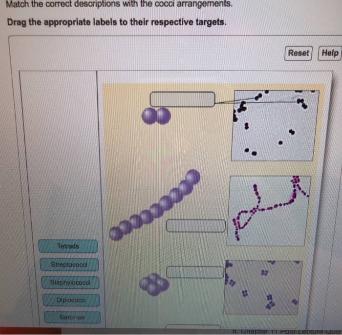 Solved Match the correct descriptions with the cocci