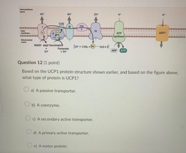 Based on the UCP1 protein structure shown earlier, and based on the figure above, what type of protein is UCP1?
a) A passive