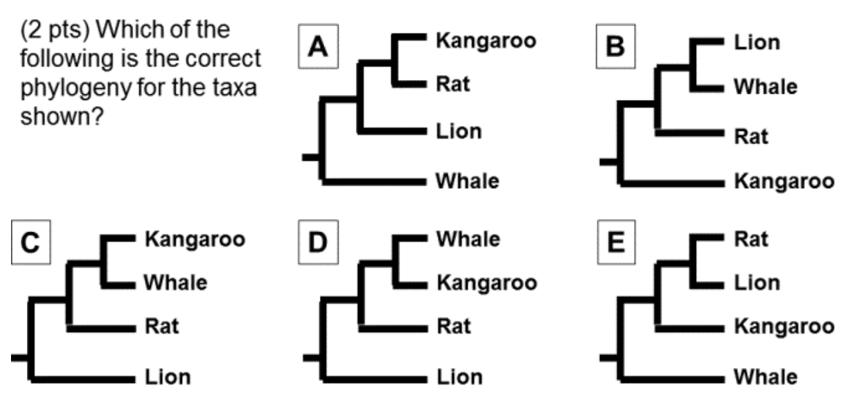 Solved (2 pts) Consider the five phylogenies shown. Assuming