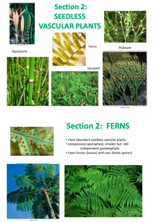 what is the dominant generation in seedless vascular plants