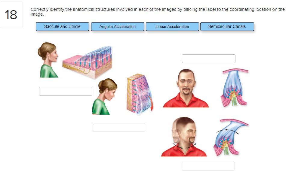 Solved 18 Correctly identify the anatomical structures | Chegg.com