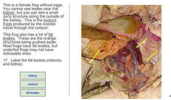 frog dissection spleen