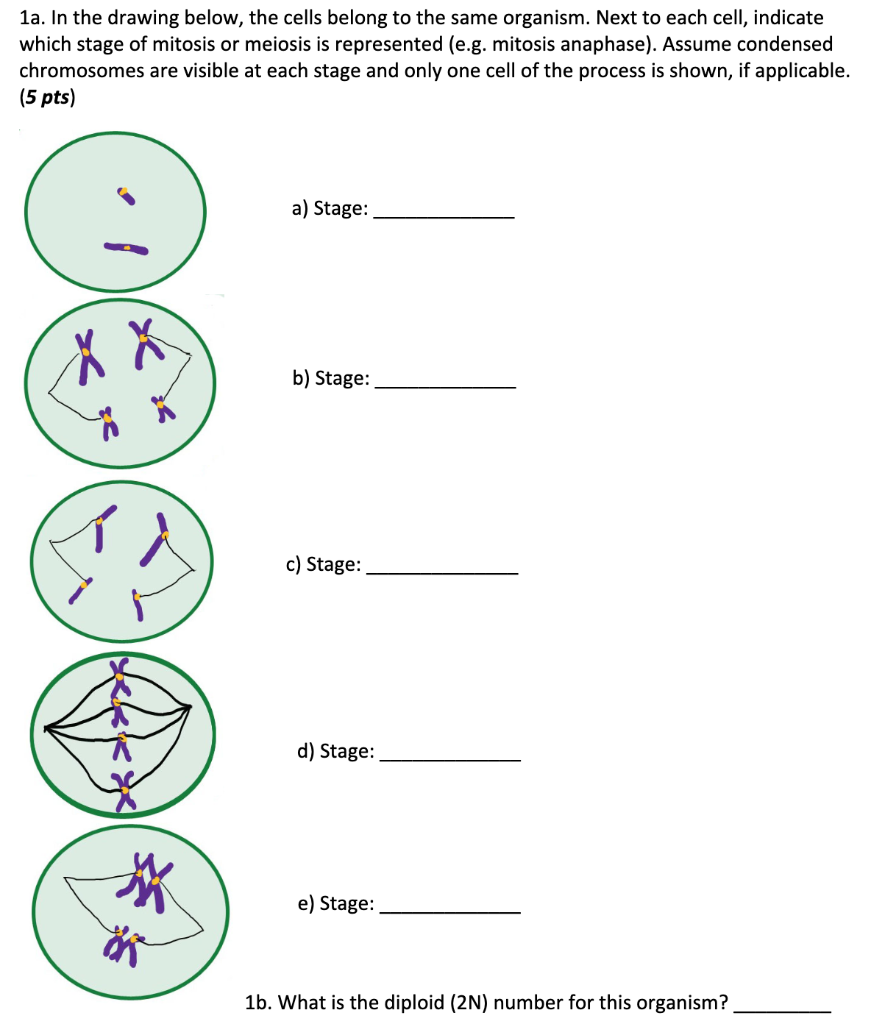 Solved 1a. In the drawing below, the cells belong to the | Chegg.com