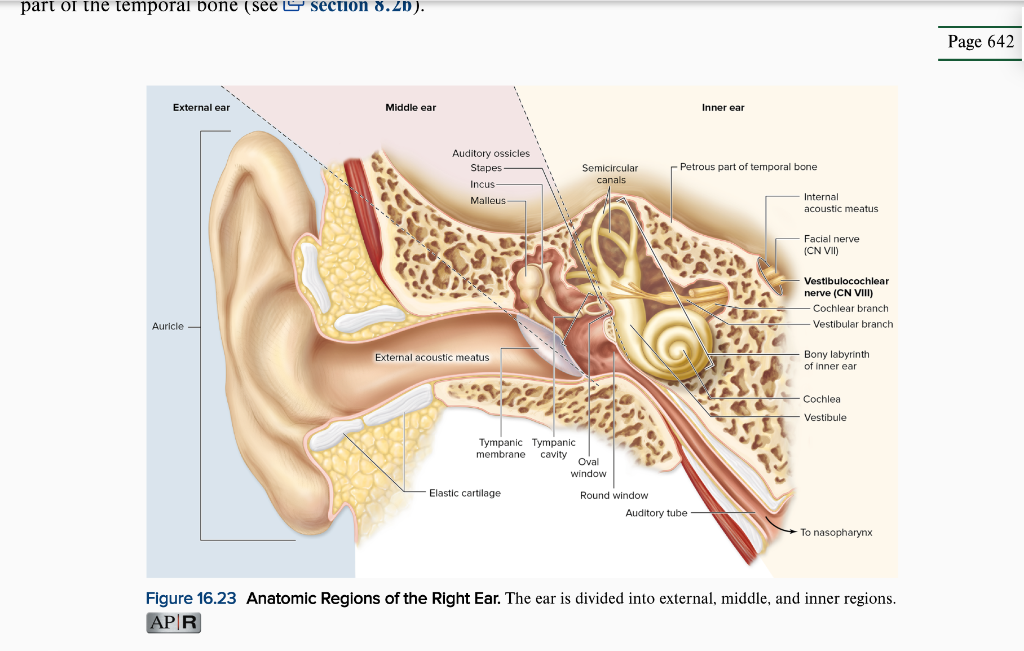 solved-1-study-the-diagram-of-the-anatomy-of-the-ear-above-chegg