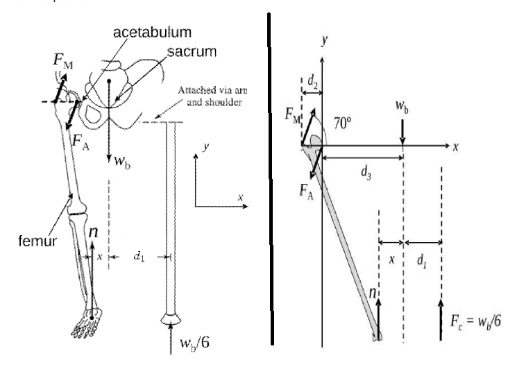 Solved A cane is used to help shift the weight off of an | Chegg.com