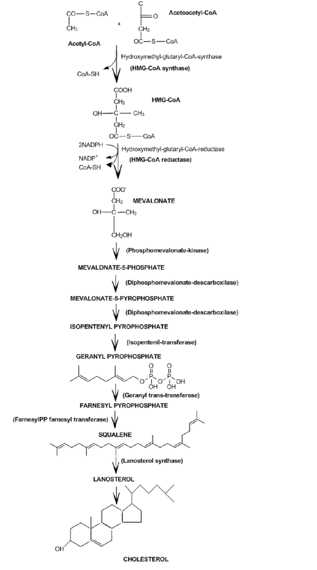 COS-COA
0
Acetoacetyl-COA
CH3
CH2
Acetyl-CoA
OC-SCOA
Hydroxymethyl-glutaryl-CoA-synthase
(HMG-CoA synthase)
COA-SH
COOH
CH2
O