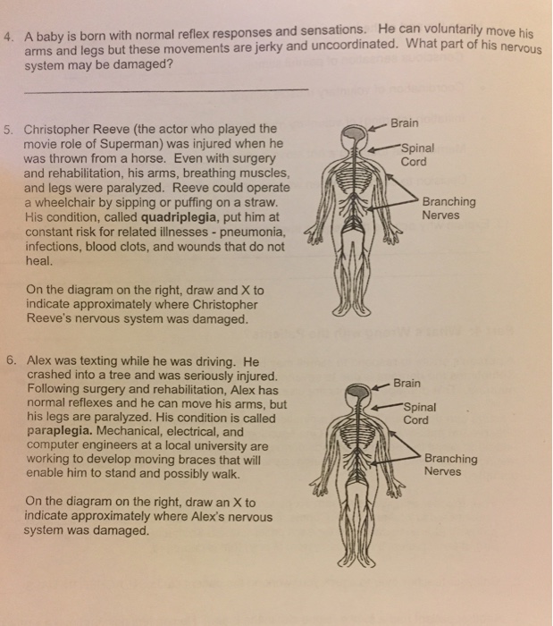 Solved A baby is born with normal reflex responses and | Chegg.com