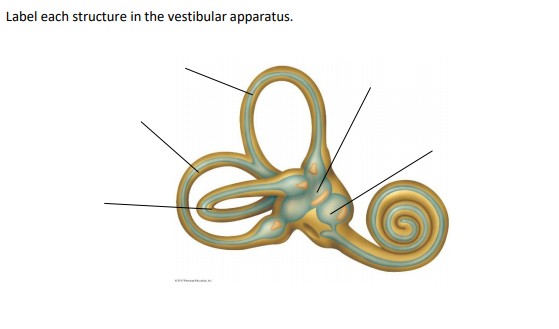 Вестибулярный аппарат строение рисунок