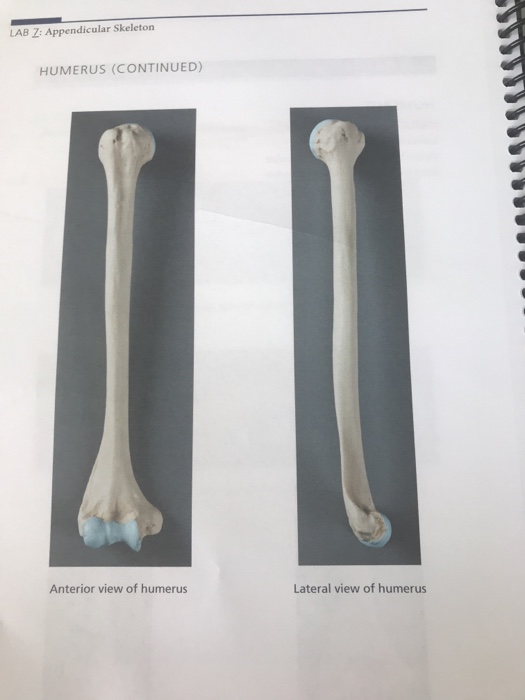 Solved Label the Following (Know right from left) HUMERUS | Chegg.com