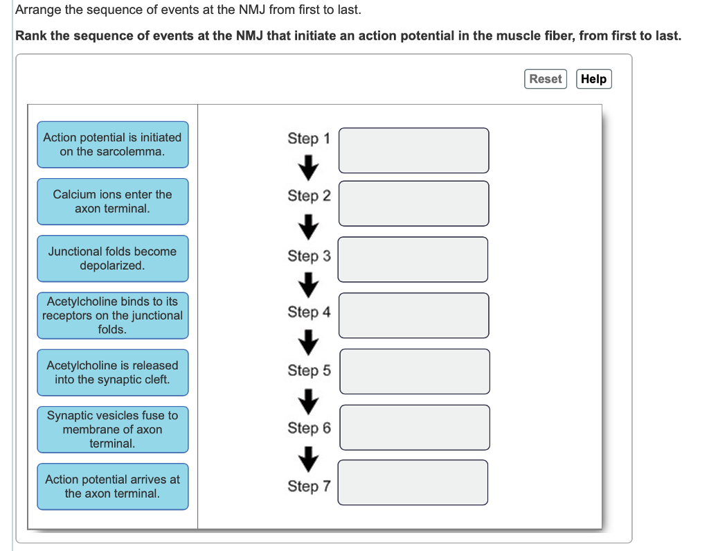 solved-arrange-the-sequence-of-events-at-the-nmj-from-first-chegg