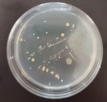 Solved Lab Report Based on the growth on the petri dishes | Chegg.com