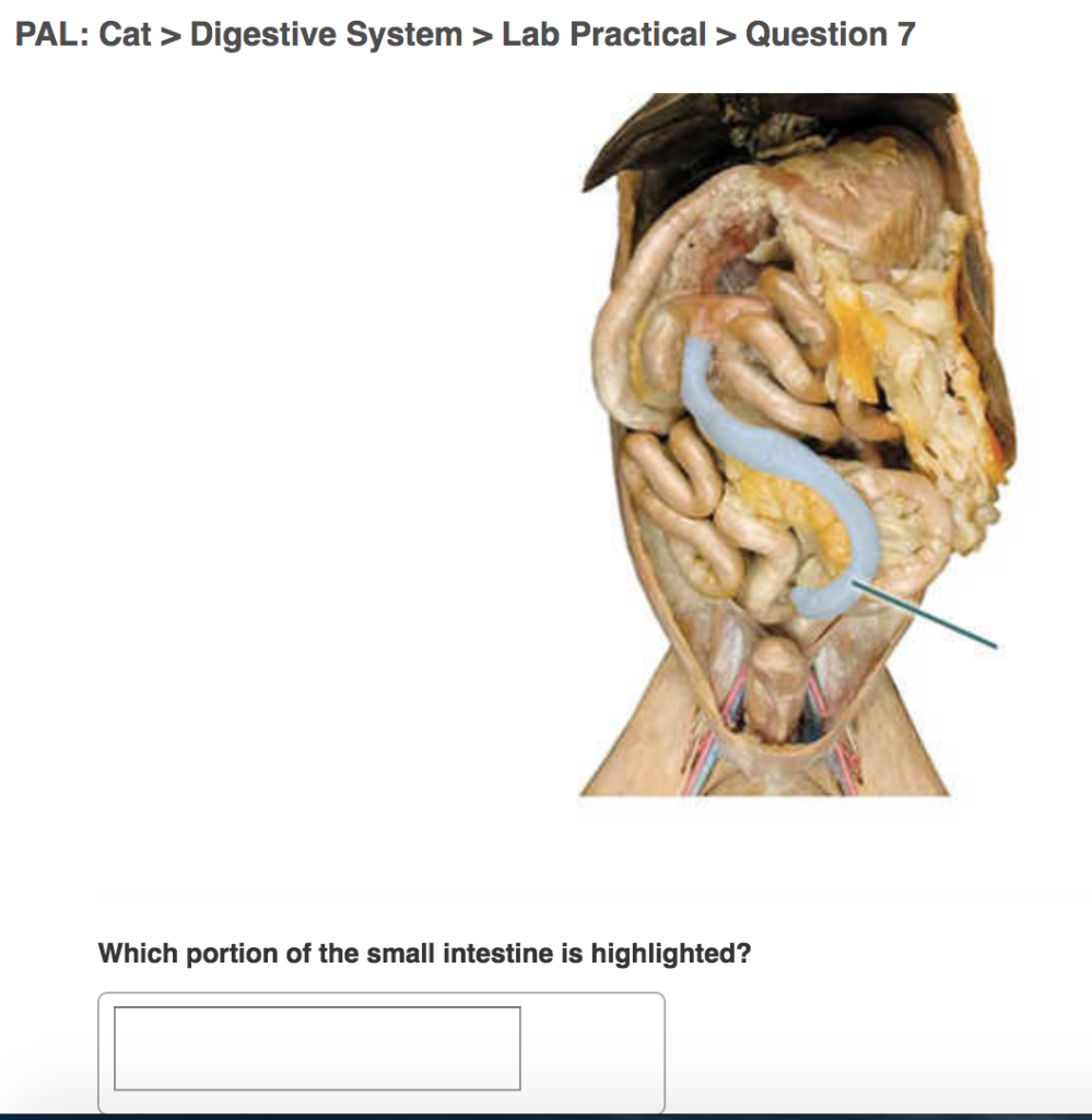 Solved PAL Cat>Digestive System >Lab Practical Question 7