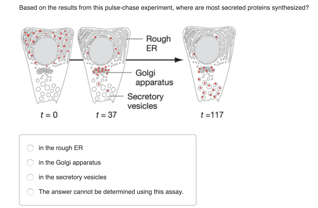 pulse chase experiment dna replication